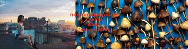 шишки Бородино